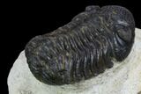Morocops Trilobite - Visible Eye Facets #120079-5